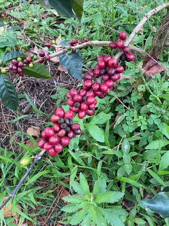 Produktbild Turm Kaffee Guatemala Huehuetenango el Limonar (250 g, Mittlere Röstung)