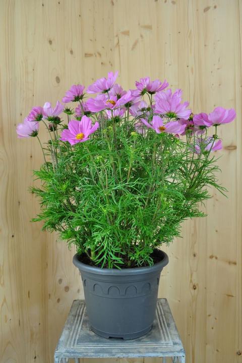 Produktbild Säntispracht Die Kosmee, unser langblühender Sommerhit - Cosmos bipinnatus 'Sonata Pink' (80 cm)