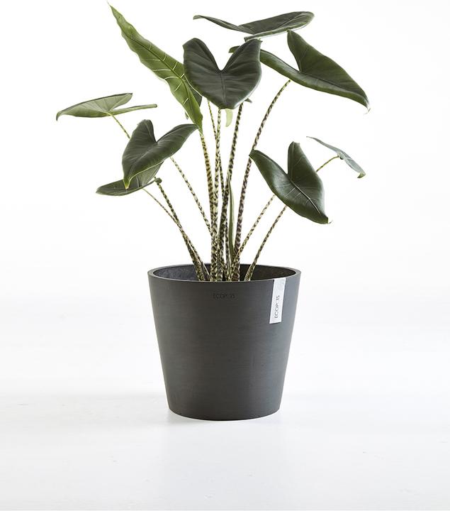 Actual product image Ecopots Amsterdam (50 cm)