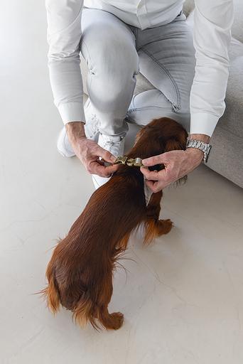 Productafbeelding Designed by Lotte Velura (XXS, XS, S, M, L, Hond, Algemeen)