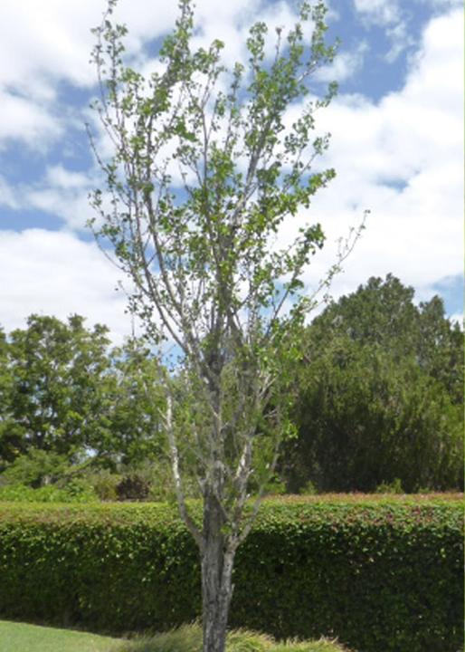 Produktbild Tropica Ginkgo Fächerblattbaum (Pflanzensamen)
