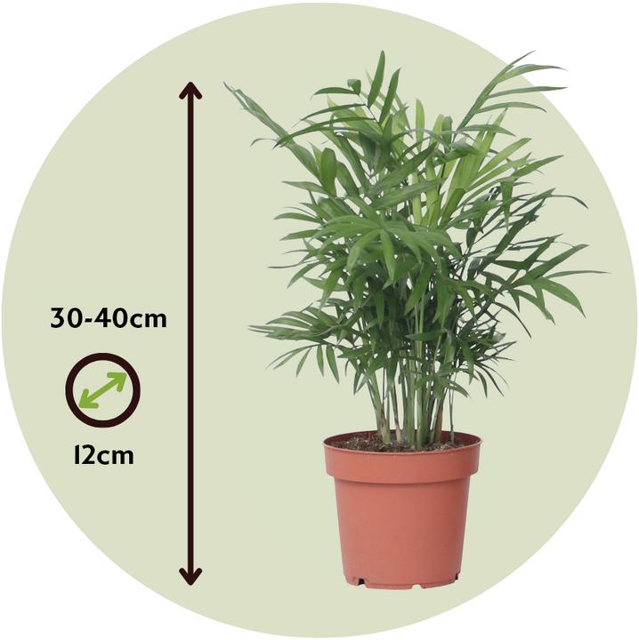 Image du produit Plant in a Box Chamaedorea elegans - Palmier de montagne (30 cm)