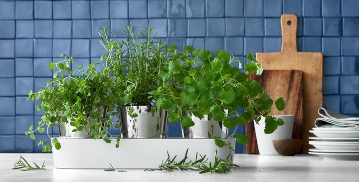 Immagine prodotto WMF Giardinetto di erbe aromatiche (14 cm)