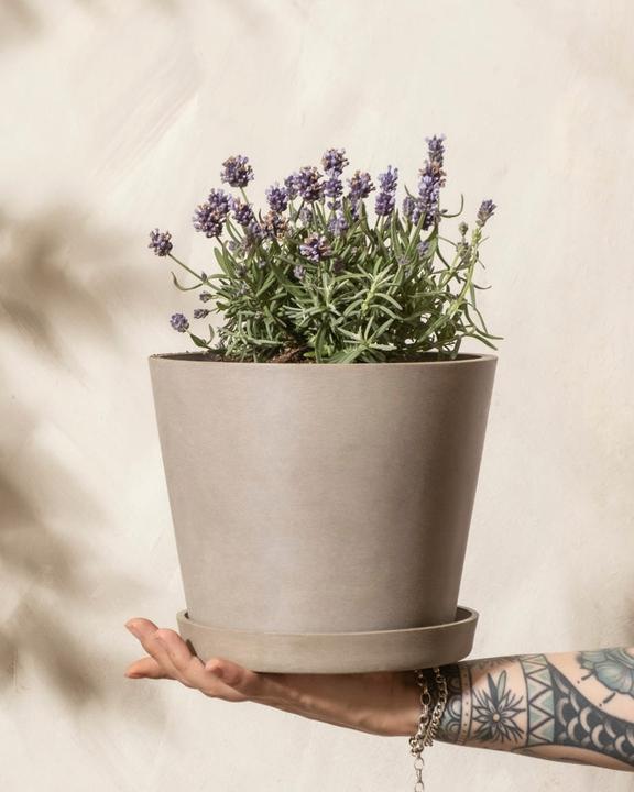 Image du produit feey Lavendel (20 cm, Respectueux des animaux)