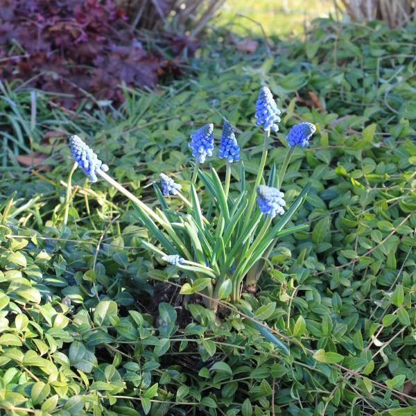 Actual product image Säntispracht Set of 6, grape hyacinth - Muscari armeniacum Big Smile Blue (15 cm)