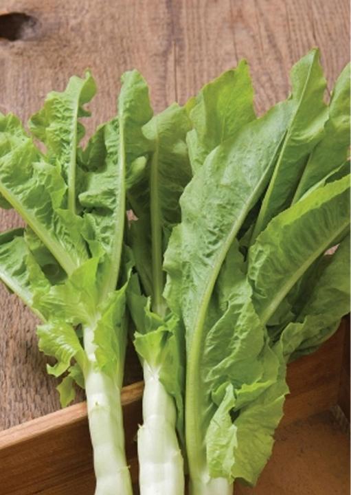 Actual product image Tropica Chinese Asparagus Lettuce 'Spring Tower Celtuce' Latuca sativa var. asparagina (Vegetable seeds)