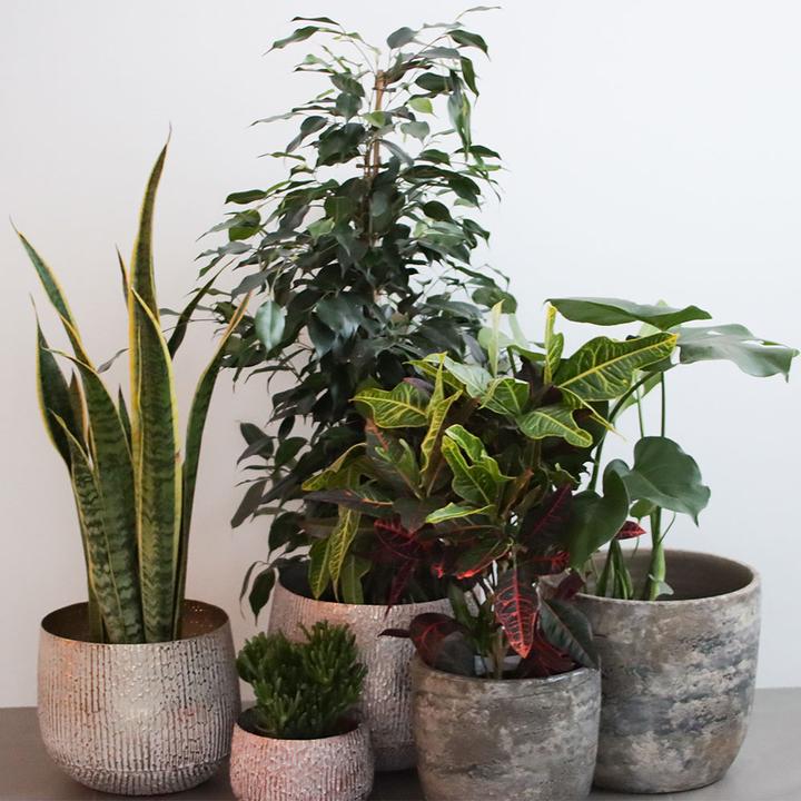 Image du produit Rutishauser Ficus (90 cm)