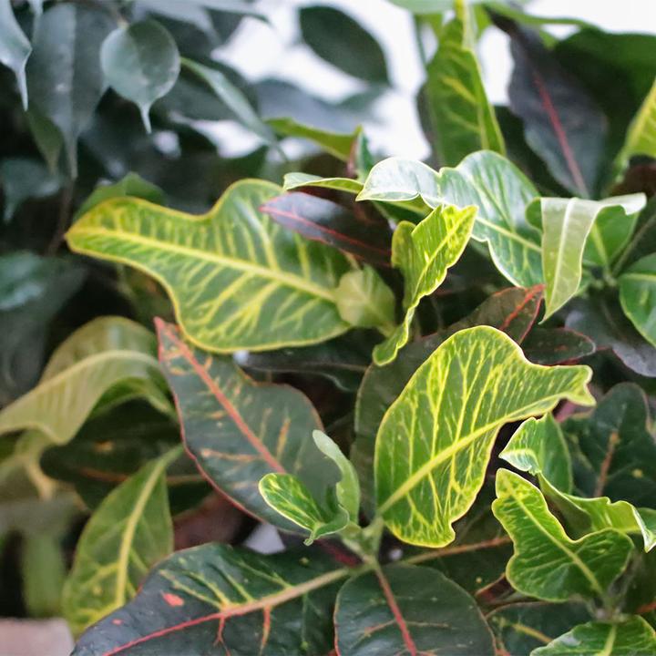 Image du produit Rutishauser Croton (60 cm)