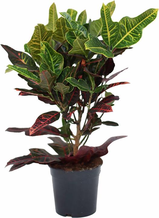 Image du produit Rutishauser Croton (60 cm)