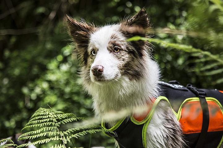 Immagine prodotto Julius-K9 Vestina multifunzionale (M, Giubbotto di salvataggio per cani)