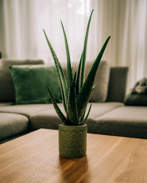 Produktbild Migros Ostschweiz Aloe Vera (46 cm)