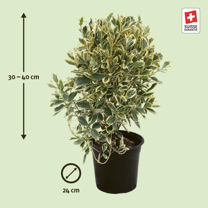 Produktbild Zulauf Japanischer Spindelstrauch / Euonymus japonicus 'Kathy' (40 cm)