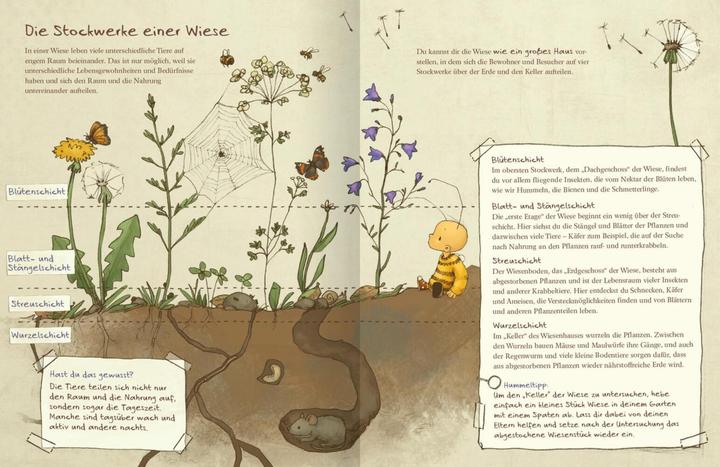Image du produit Die kleine Hummel Bommel entdeckt die Wiese (Allemand, Britta Sabbag Sabbag, Maite Kelly, 2019)