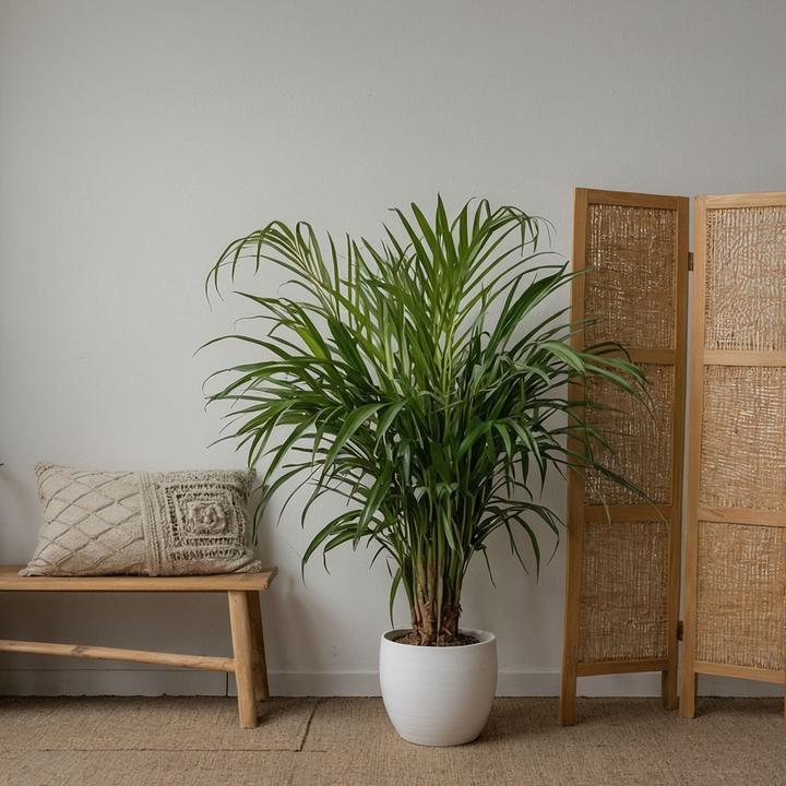 Actual product image Plant in a Box Chamaedorea Elegans, Dypsis lutescens - mixture of 2 indoor palms (60 cm)