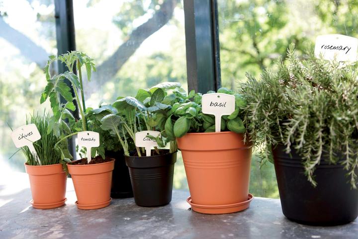Image du produit Elho Green Basics (19 cm)