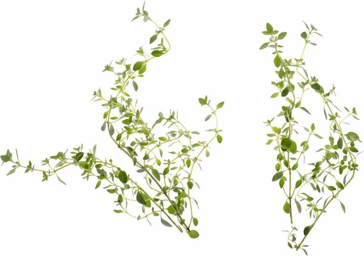 Image du produit Tregren La graine de thym (Graines d'herbes aromatiques)