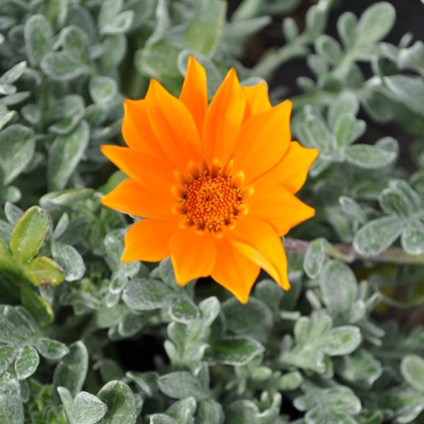 Actual product image Säntispracht Set of 3, Midday Gold - Gazania Cultivars Sun Stopper Orange (25 cm)