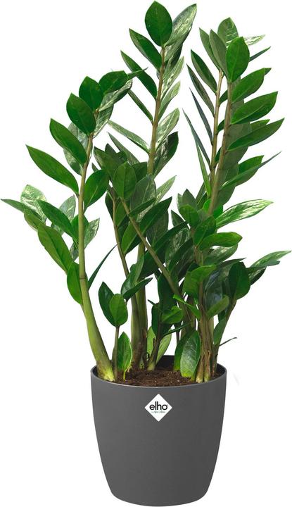 Image du produit Elho Bruxelles (46.50 cm)