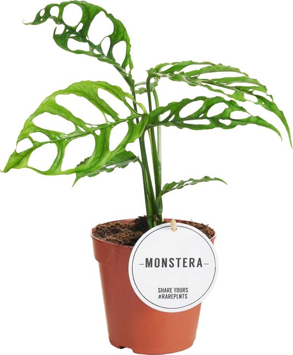 Mahaloplants Monstera Obliqua Peru (35 cm)