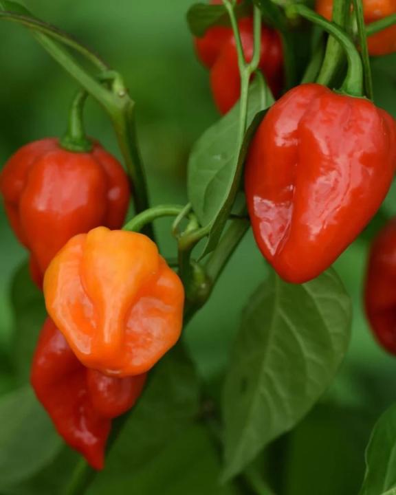 Produktbild Boum Setzling Chili "Habanero"