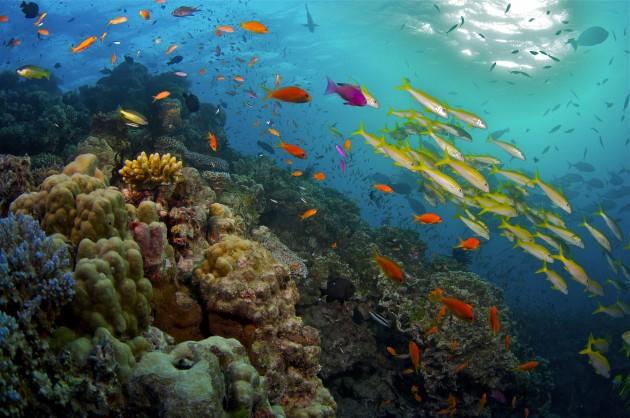 Produktbild Das Great Barrier Reef Naturwunder der Superlative (DVD, 2012, Deutsch, Englisch)