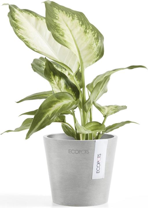 Image du produit Ecopots Amsterdam Mini (10.50 cm)