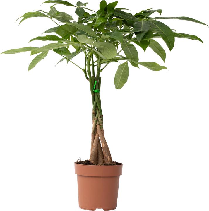Immagine prodotto Plant in a Box Pachira Aquatica - Albero dei soldi (60 cm)