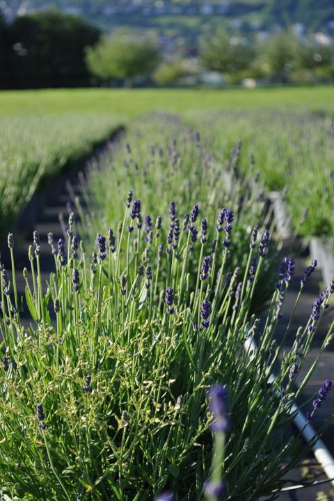 Produktbild Säntispracht Der mediterrane duft Lavendel - Lavendula (40 cm)
