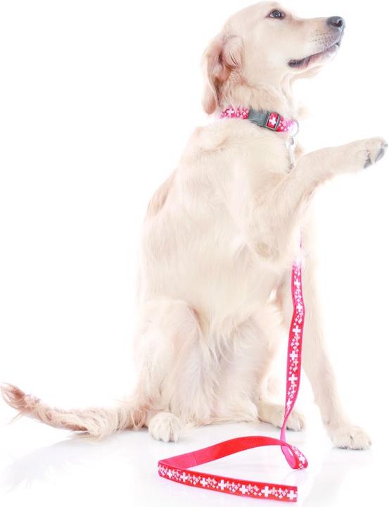 Immagine prodotto Swisspet Collana riflettente (S, Cane, Passeggiare, Generale)