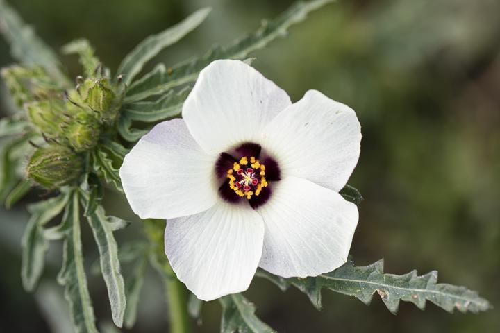 Actual product image Zollinger Bio Hour-flower, hour-rosette (annual) (Bulbous plant)