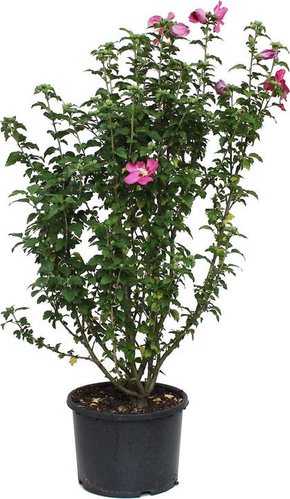 Immagine prodotto Zulauf Eibisch / Hibiscus syr. 'Woodbridge' (150 cm)