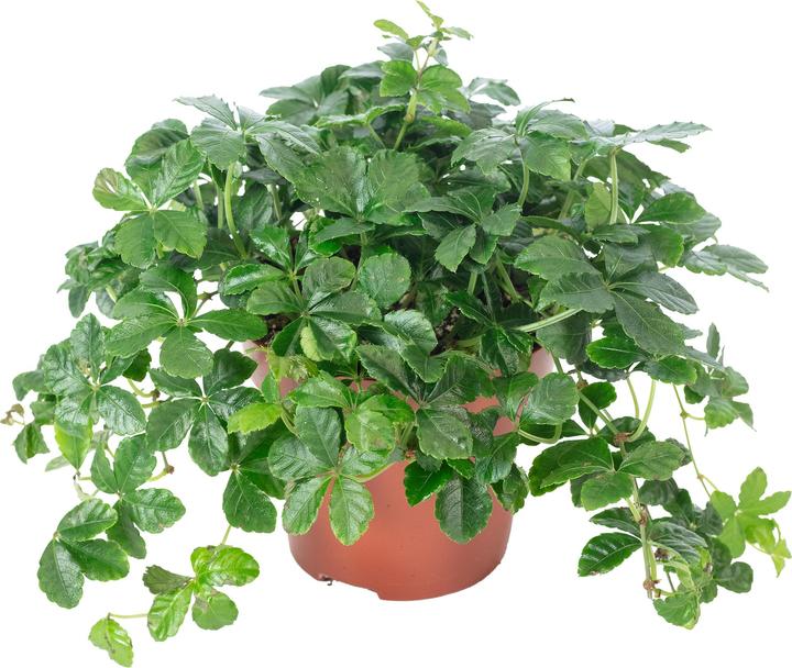 Actual product image Flowerbox Room wine "Smit Verona Vein" - Parthenocissus striata (20 cm)