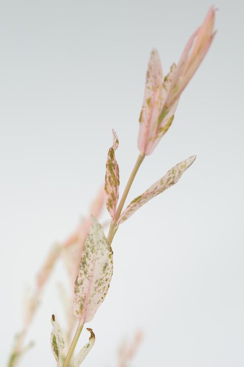Actual product image Plant in a Box Salix integra 'Flamingo' (100 cm)