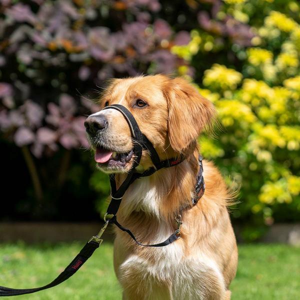 Produktbild Company of Animals Halti Black Kopfgeschirr 4 (Hund, Hundesport)