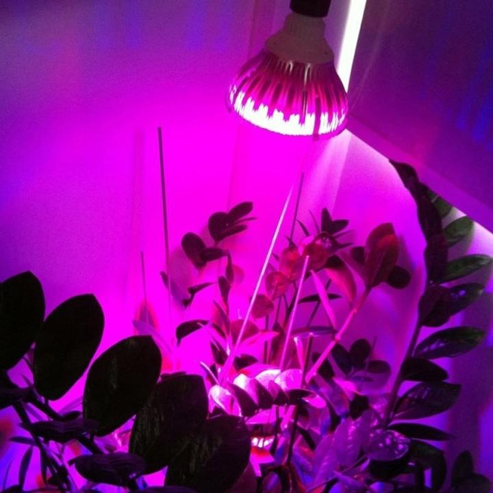 Actual product image Vled pear (LED, 230 V)