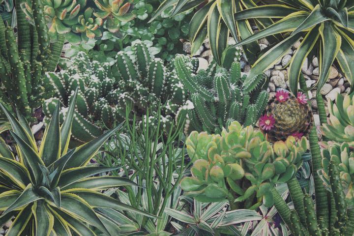 Actual product image Beo Garden Cactus (120 x 80 x 20 cm, 60 x 40 x 24 cm)