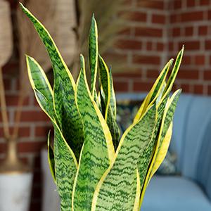 Produktbild Flowerbox 5er-Set Bogenhanf - Sansevieria trifasciata Laurentii (35 cm)