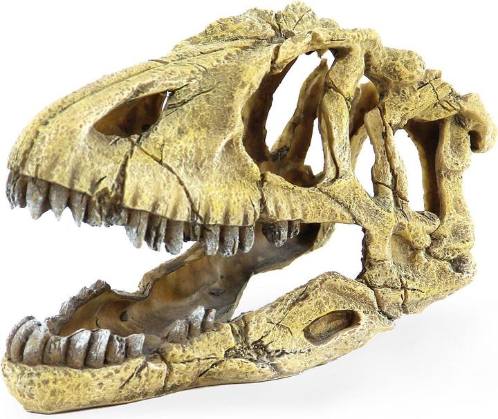 Immagine prodotto Amazonas Testa di scheletro di Saurus
