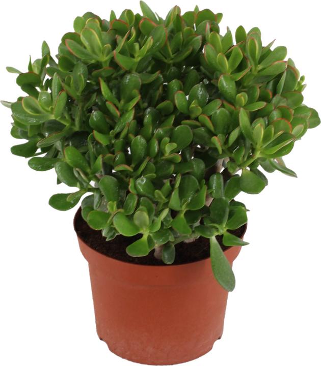 Immagine prodotto Plant in a Box Crassula ovata Minor - Pianta di giada (45 cm)
