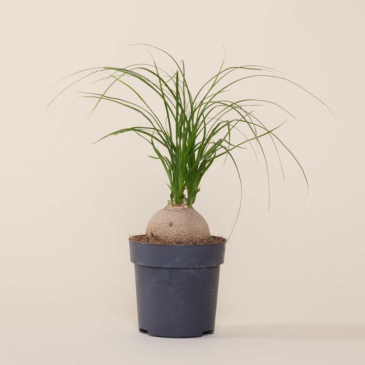 Image du produit Mary and Plants Ponytail Palm (50 cm)