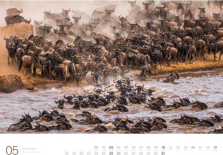 Produktbild Afrika - Gallery Kalender 2026 (66 x 50 cm, Harter Einband, Englisch, Deutsch)
