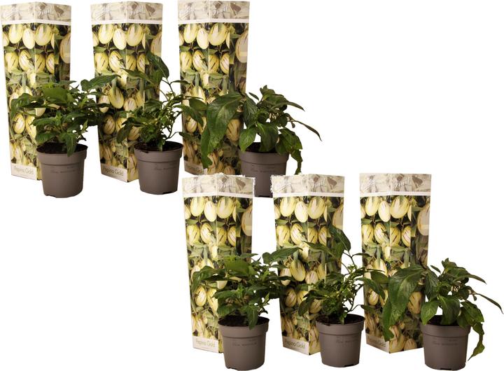 Image du produit Plant in a Box Solanum Muricatum 'Pepino gold' - Lot de 6 poires à melon (25 cm)