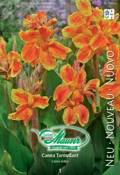 Produktbild Samen Mauser Canna Taroudant (Blumensamen)