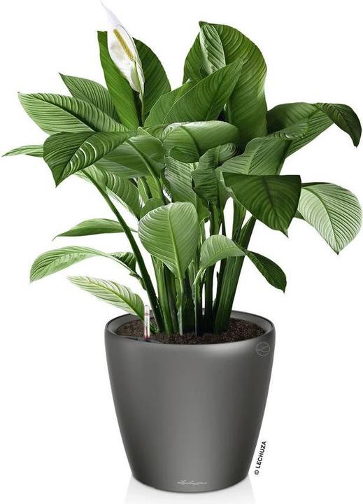 Produktbild Lechuza Classico (22 cm)