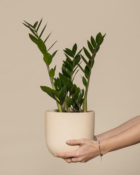 Produktbild feey Glücksfeder (55 cm, Frisch umgetopft)