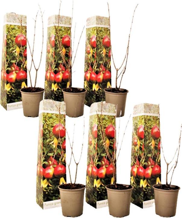 Image du produit Plant in a Box Punica Granatum - Kit de 6 Grenadiers (25 cm)