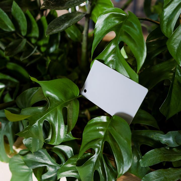 Image du produit Caruba Carte grise numérique DGC 1 (Diffuseur de flash)