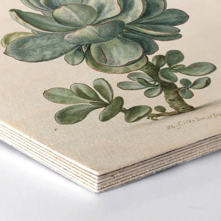 Produktbild Trenddeko Sukkulente (25 x 22 cm)