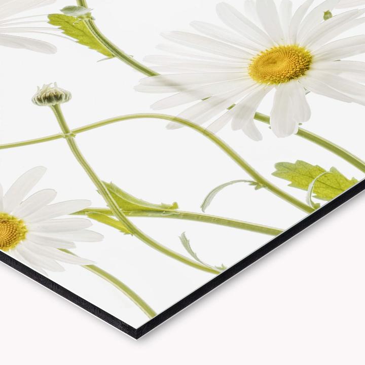 Image du produit Trenddeko Marguerites en oeil de boeuf (150 x 60 cm)