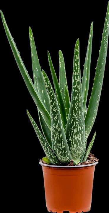 Image du produit Mahaloplants Aloe vera (35 cm, Respectueux des animaux)